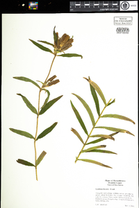 Gentiana linearis image