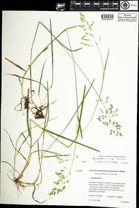 Poa pratensis image