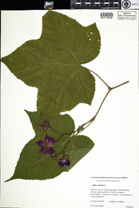 Rubus odoratus image