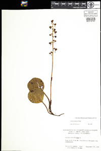 Pyrola americana image