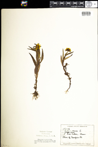 Bidens cernua image