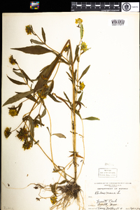 Bidens cernua image