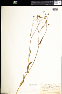 Crepis capillaris image