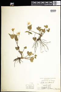 Viola canadensis image