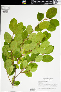 Frangula alnus image