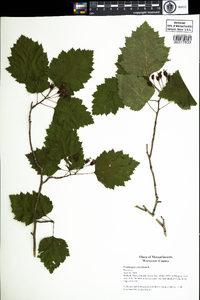 Crataegus chrysocarpa var. chrysocarpa image