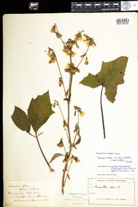 Prenanthes trifoliolata image