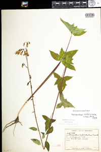 Prenanthes trifoliolata image