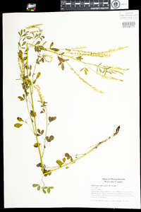 Melilotus officinalis image