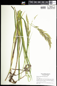 Bromus inermis image