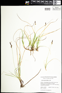 Carex lucorum image