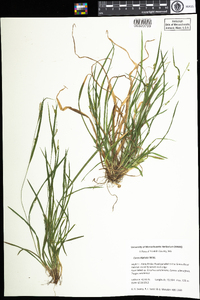 Carex digitalis image