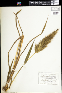 Echinochloa walteri image