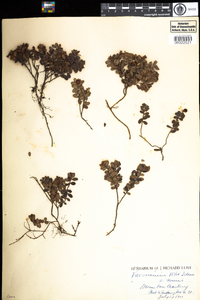 Vaccinium vitis-idaea image