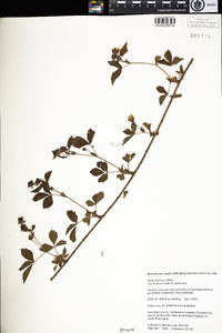 Rubus flagellaris image