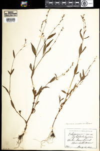 Polygonum punctatum var. punctatum image