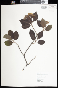 Viburnum nudum var. cassinoides image