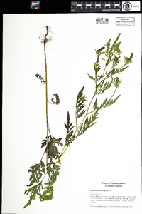 Ambrosia artemisiifolia image