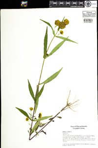 Bidens cernua image