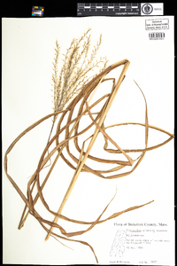 Miscanthus sacchariflorus image