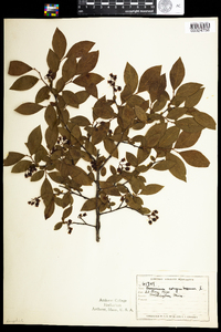 Vaccinium corymbosum image