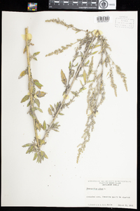 Chenopodium album image