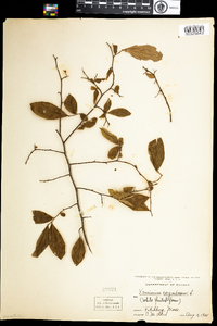 Vaccinium corymbosum image