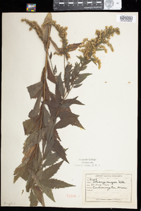 Solidago rugosa image