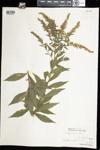 Solidago rugosa image