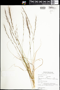 Aristida purpurascens image