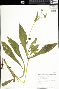 Knautia arvensis image