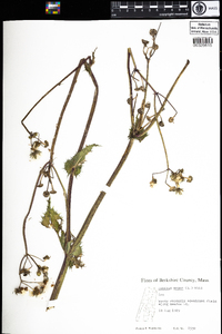 Sonchus asper image