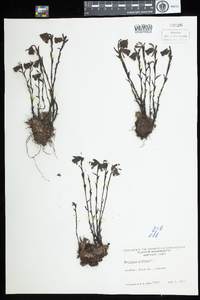 Monotropa uniflora image