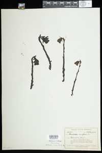 Monotropa uniflora image