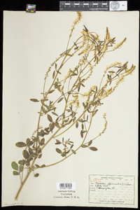 Melilotus officinalis image