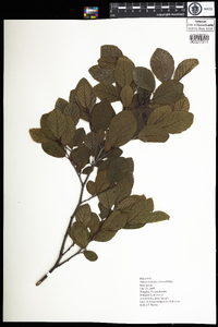 Alnus serrulata image