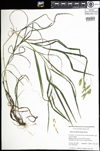 Bromus latiglumis image