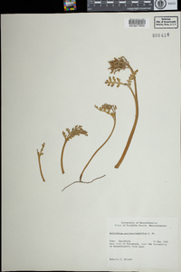 Botrychium matricariifolium image