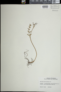 Botrychium matricariifolium image