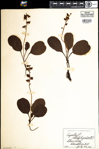 Pyrola elliptica image