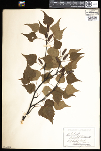 Betula populifolia image