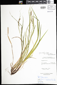 Carex debilis var. rudgei image