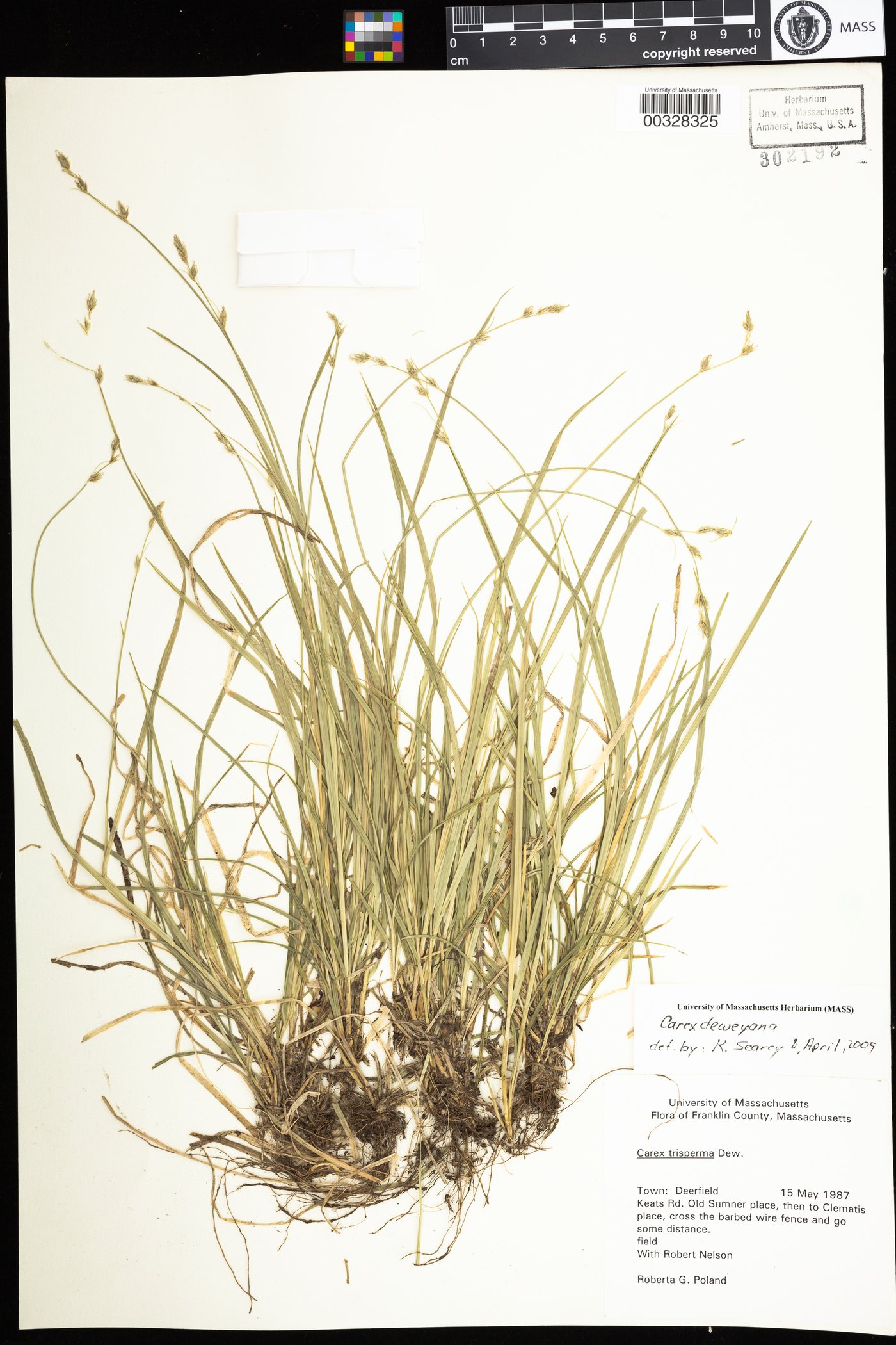 Carex deweyana image