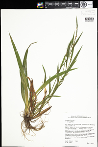 Carex laxiflora var. laxiflora image