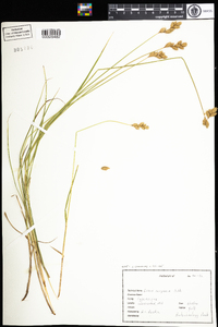 Carex scoparia image