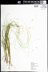 Carex trisperma image