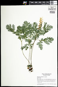 Dicentra cucullaria image