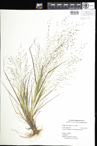 Eragrostis capillaris image