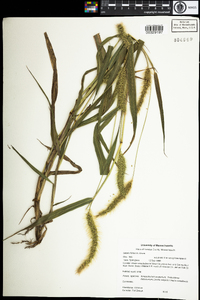 Setaria faberi image