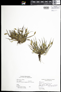 Setaria viridis image